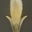 Aplique Samario en Bronce - Imagen 1